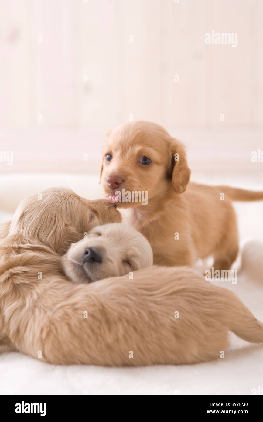 Three miniature dachshund on a blanket Stock Photo
