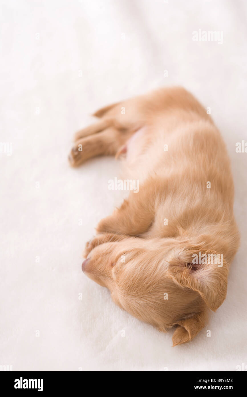 Miniature dachshund sleeping on a blanket Stock Photo Alamy