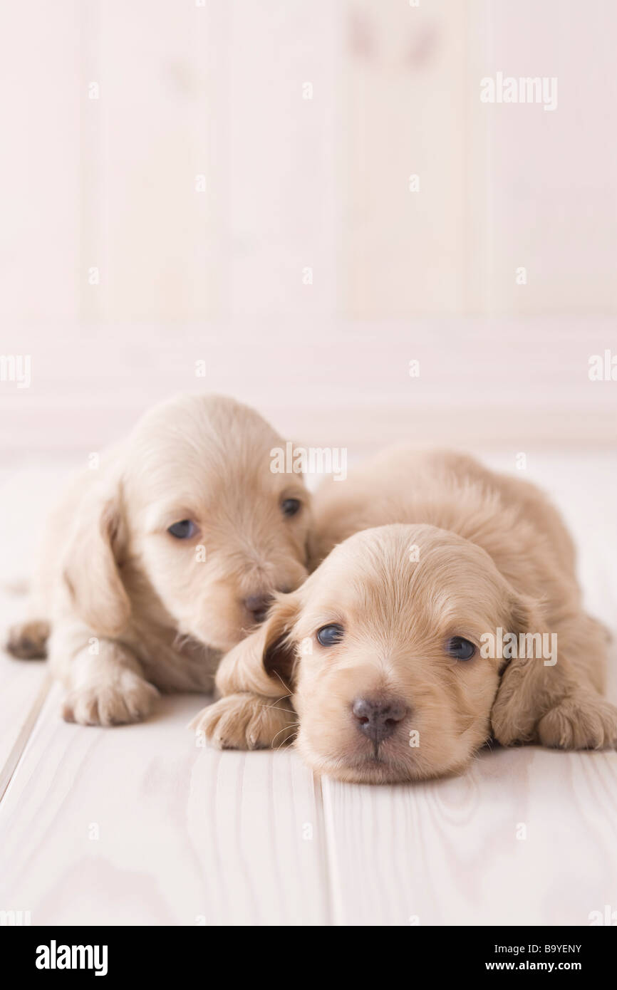 Two miniature dachshund lying on floor Stock Photo