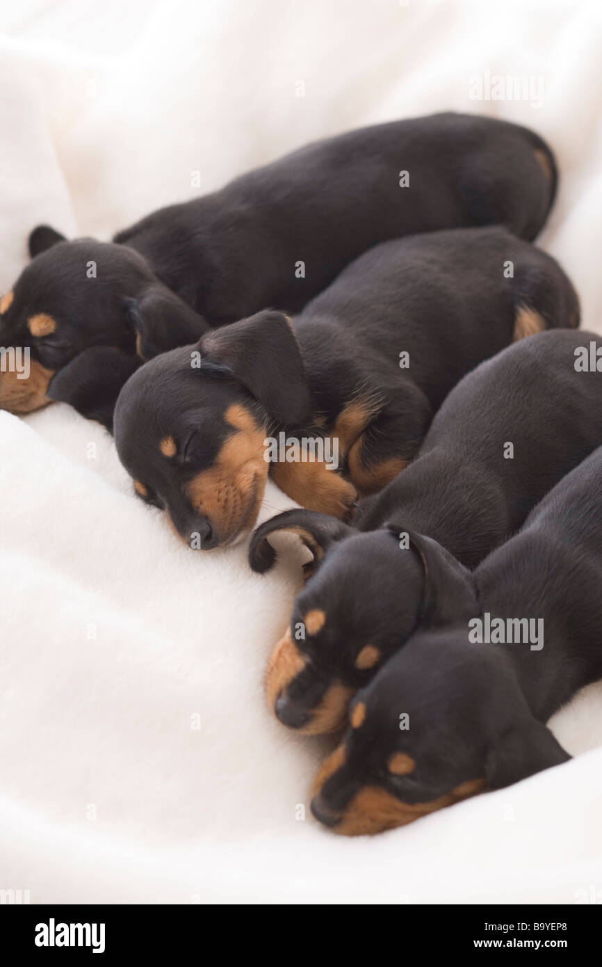 Four miniature dachshund sleeping on a blanket Stock Photo Alamy