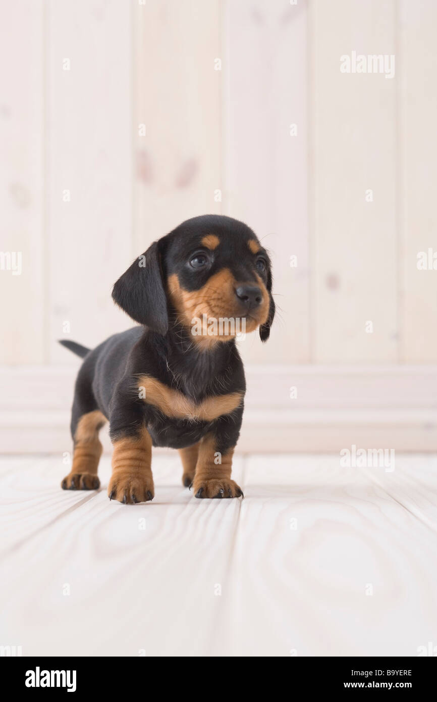 Miniature dachshund standing Stock Photo