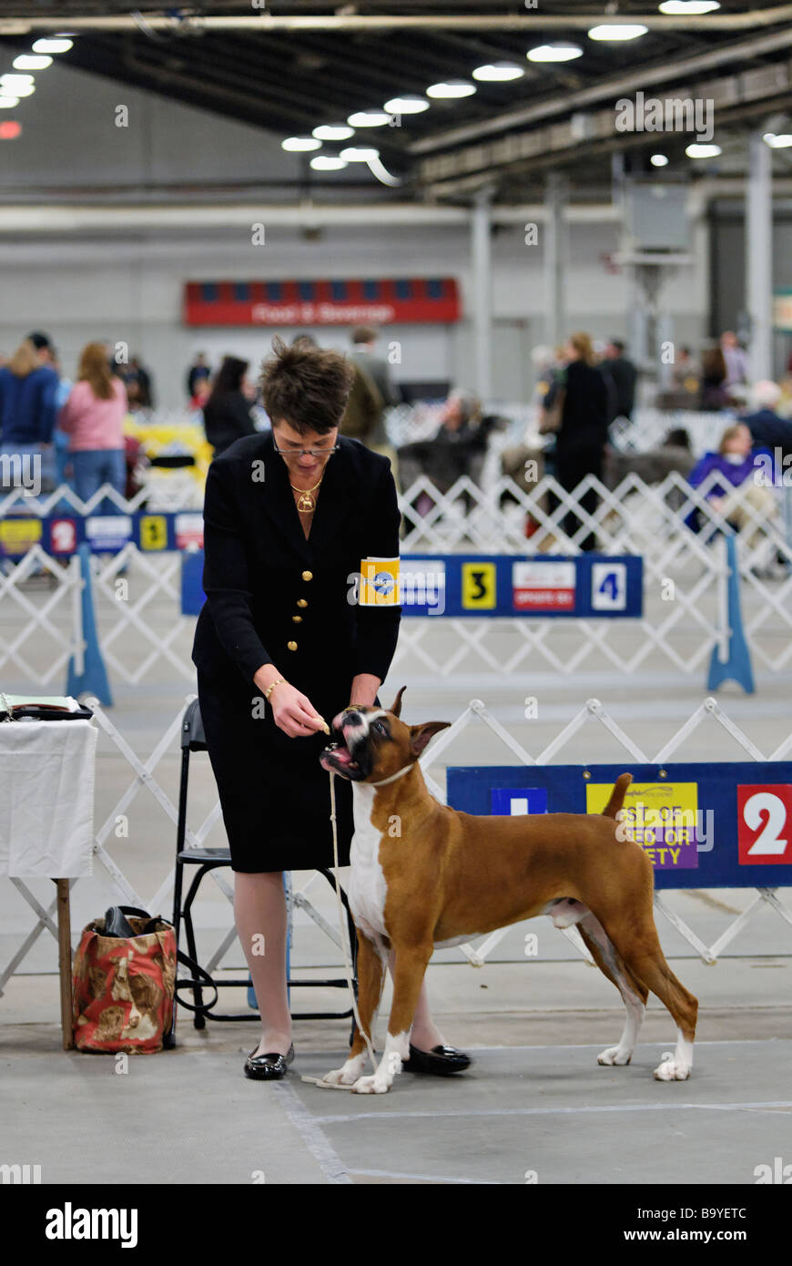 Boxer being Shown in the Show Ring at the Louisville Dog Show in