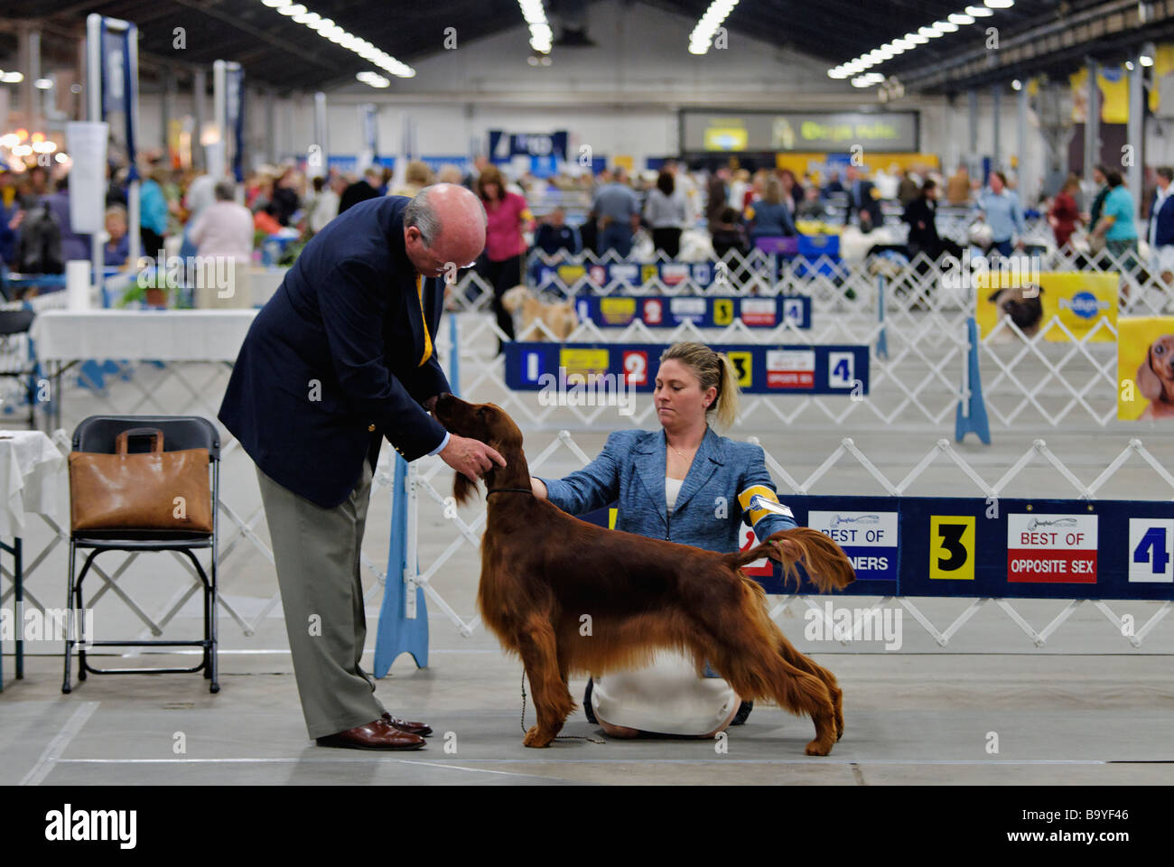 Irish Setter being Judged in the Show Ring at the Louisville Dog Show in Louisville Kentucky Stock Photo