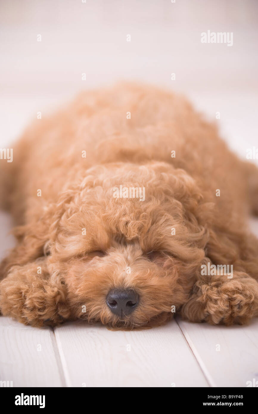 Poodle sleeping hi-res stock photography and images - Alamy