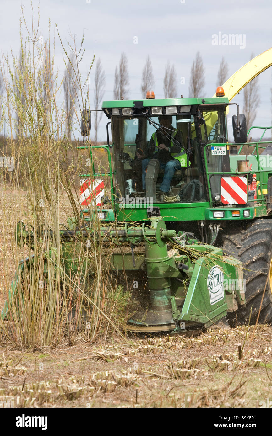 Harvesting Willow For Bio Fuel Stock Photo