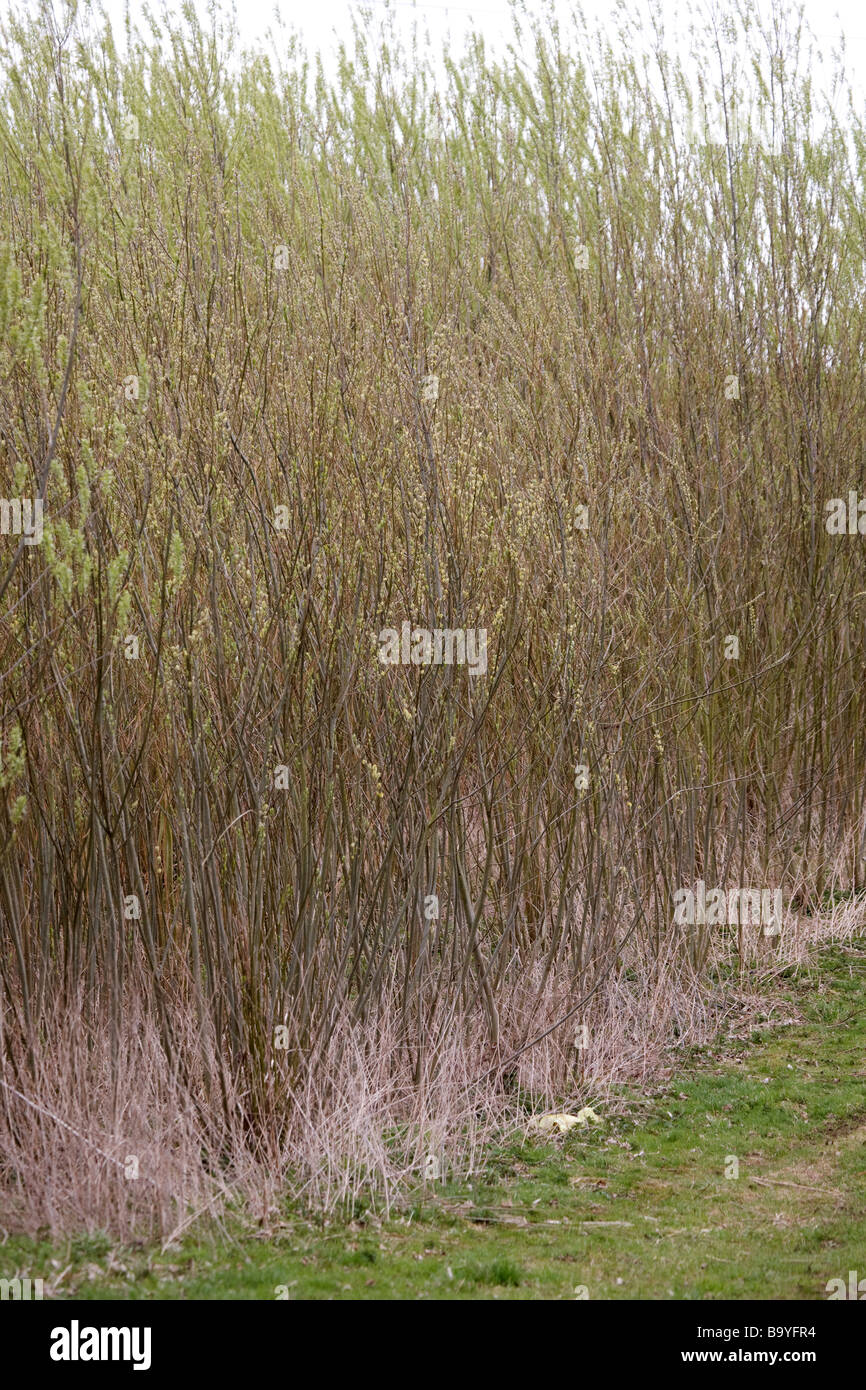 Harvesting Willow For Bio Fuel Stock Photo