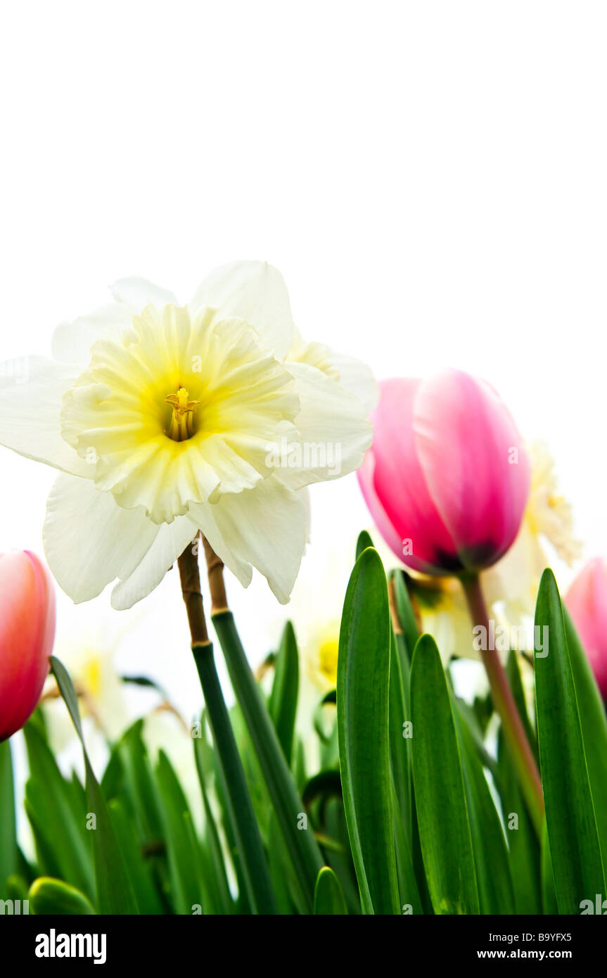 Tulips and daffodils isolated on white background floral border Stock Photo Alamy