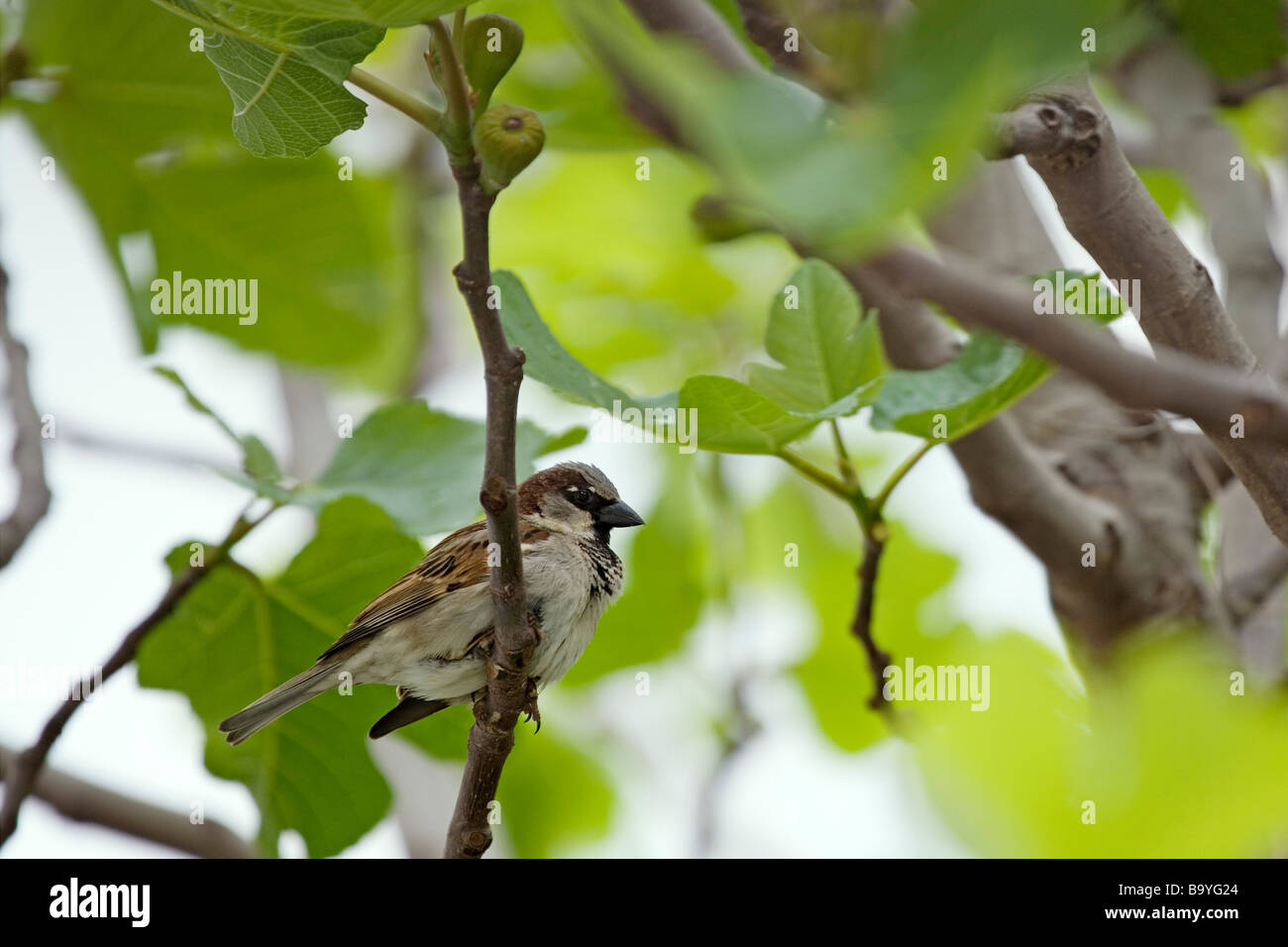 Gorrión en una Higuera Sparrow in a Fig Tree Stock Photo