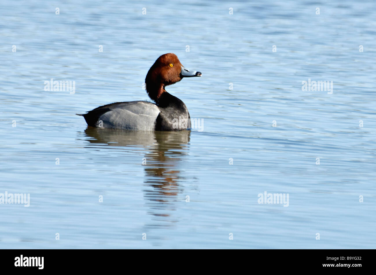 Redhead Duck Drake on Pond in Southern Indiana Stock Photo