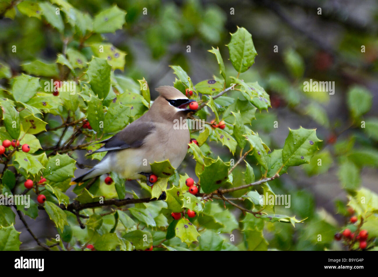 Cedar Waxwing Feeding on Berry in Holly Tree in Southern Indiana Stock