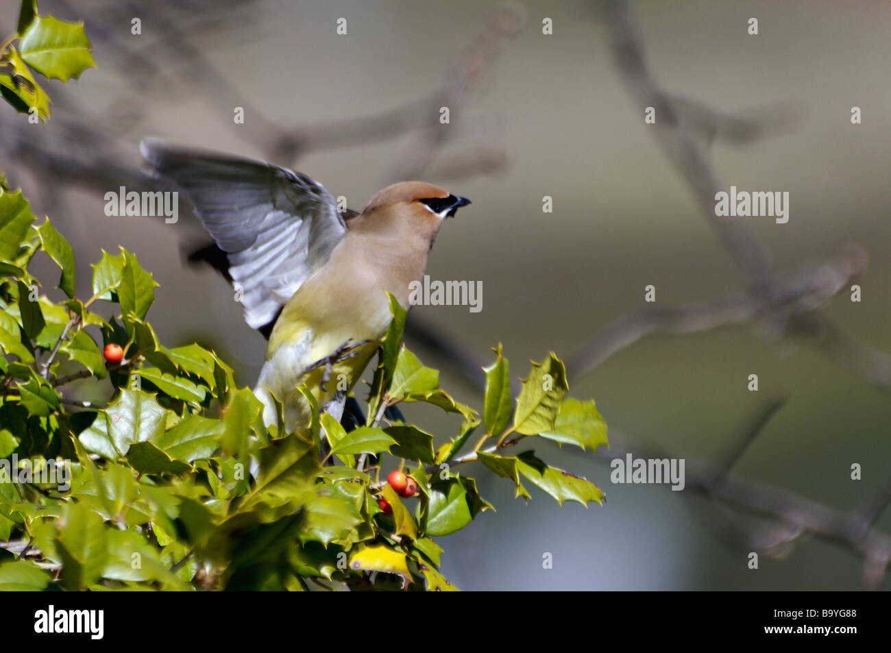 Cedar Waxwing taking Flight from Holly Tree in Southern Indiana Stock Photo