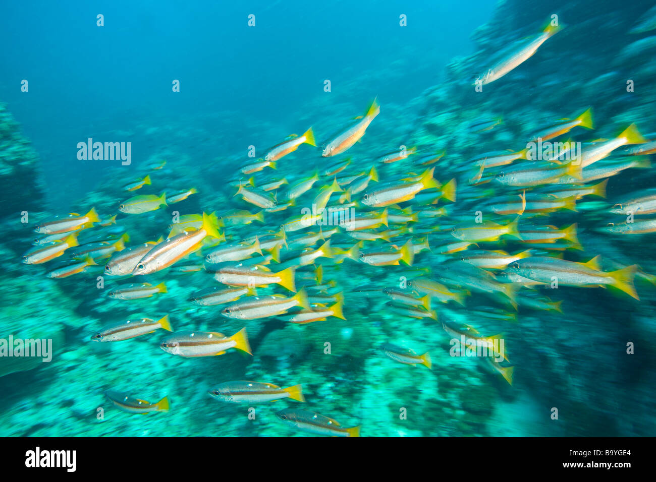 Schooling Bigeye Snappers Stock Photo