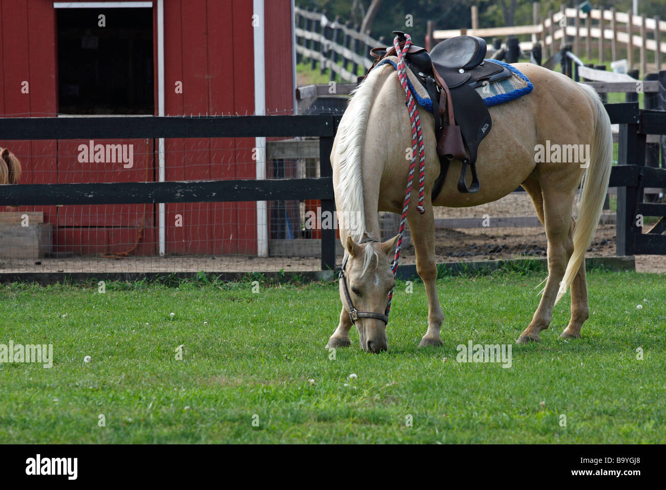 The horse feeding in field USA Stock Photo Alamy