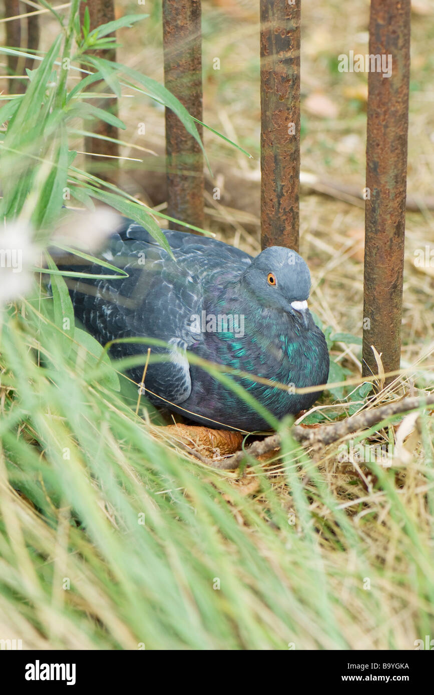 Pigeon lying down in tall grass Stock Photo
