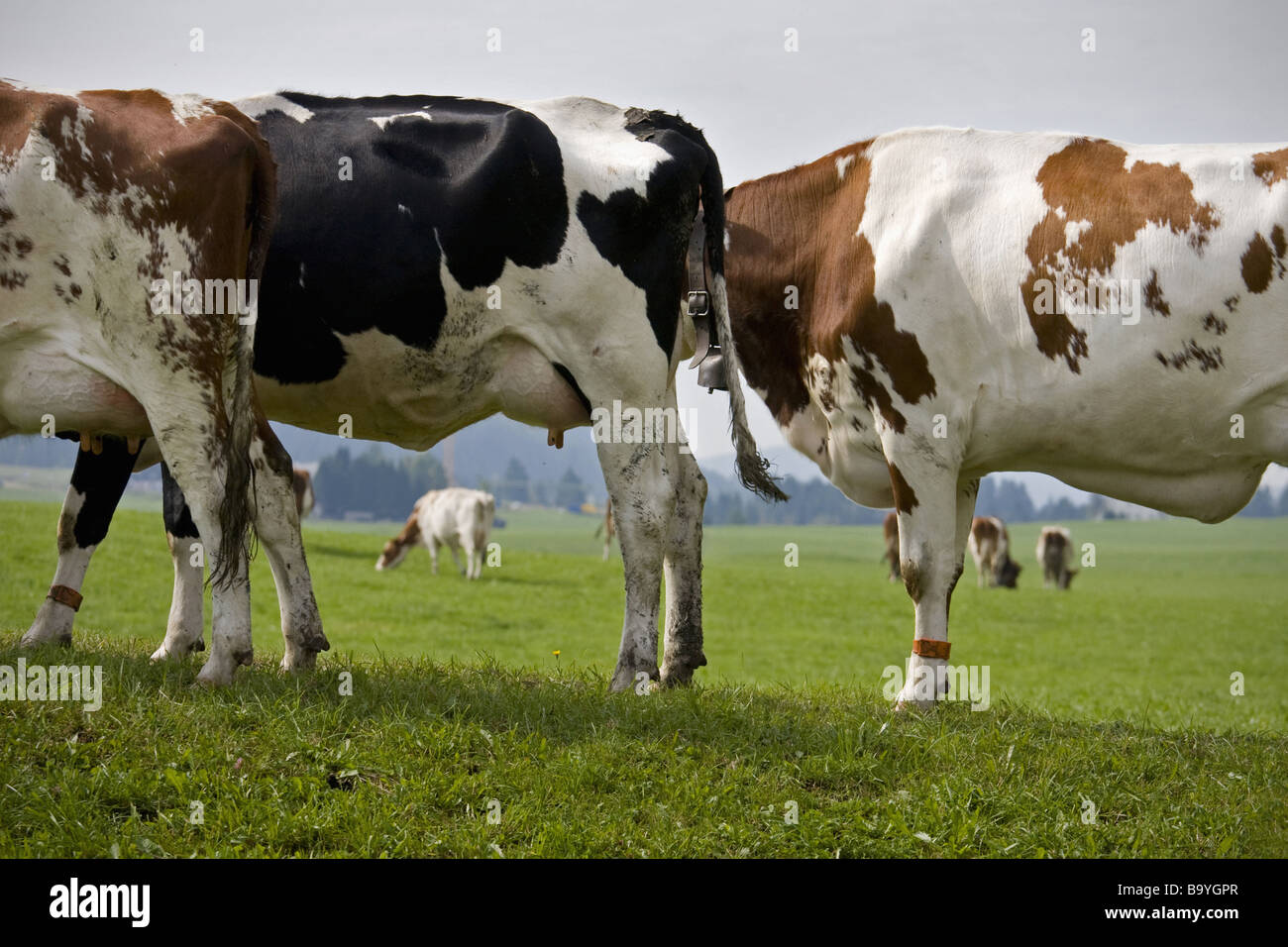 Cows Le Brassus Switzerland Stock Photo