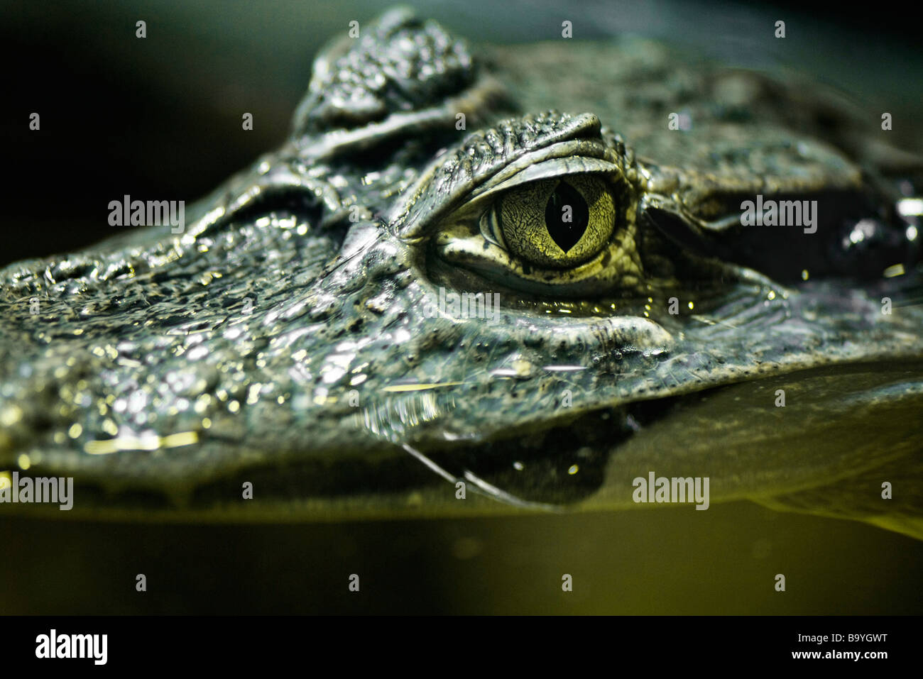 Caiman (Crocodilus yacare) Stock Photo