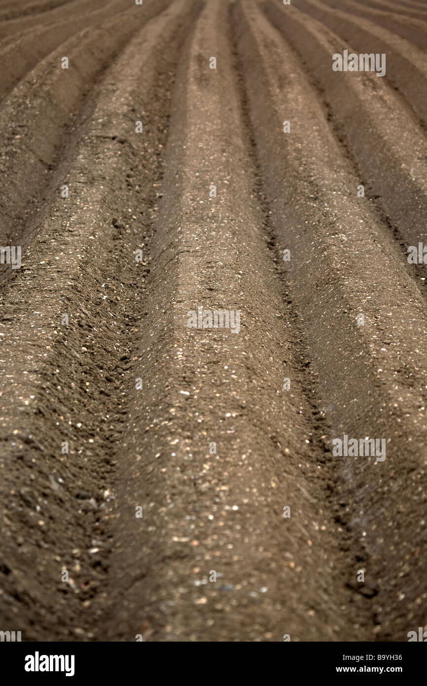 Potato ridges hi-res stock photography and images - Alamy