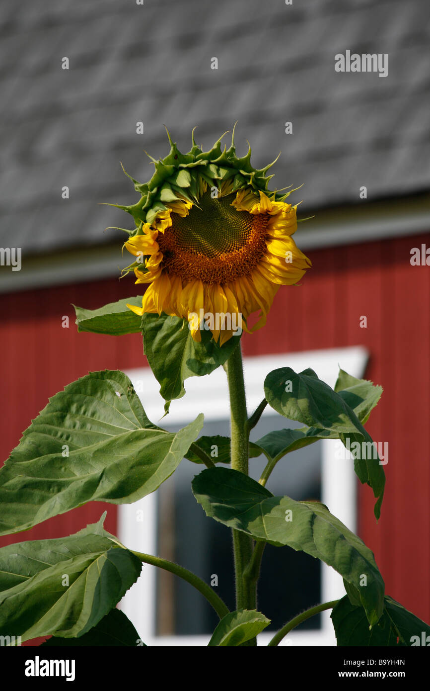 American rural landscape Common Sunflower flower with red old cottage ...