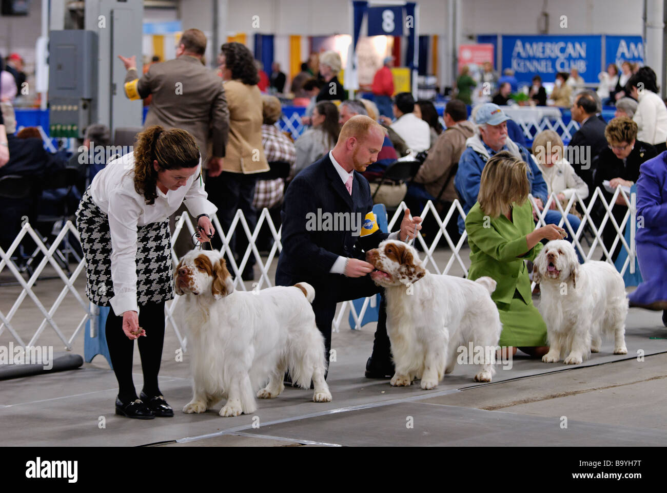 Clumber Spaniels being Shown in the Show Ring at the Louisville Dog