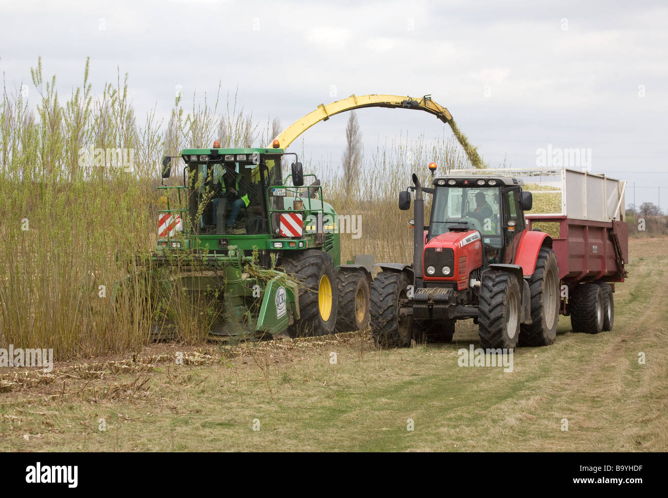 Harvesting Willow For Bio Fuel Stock Photo