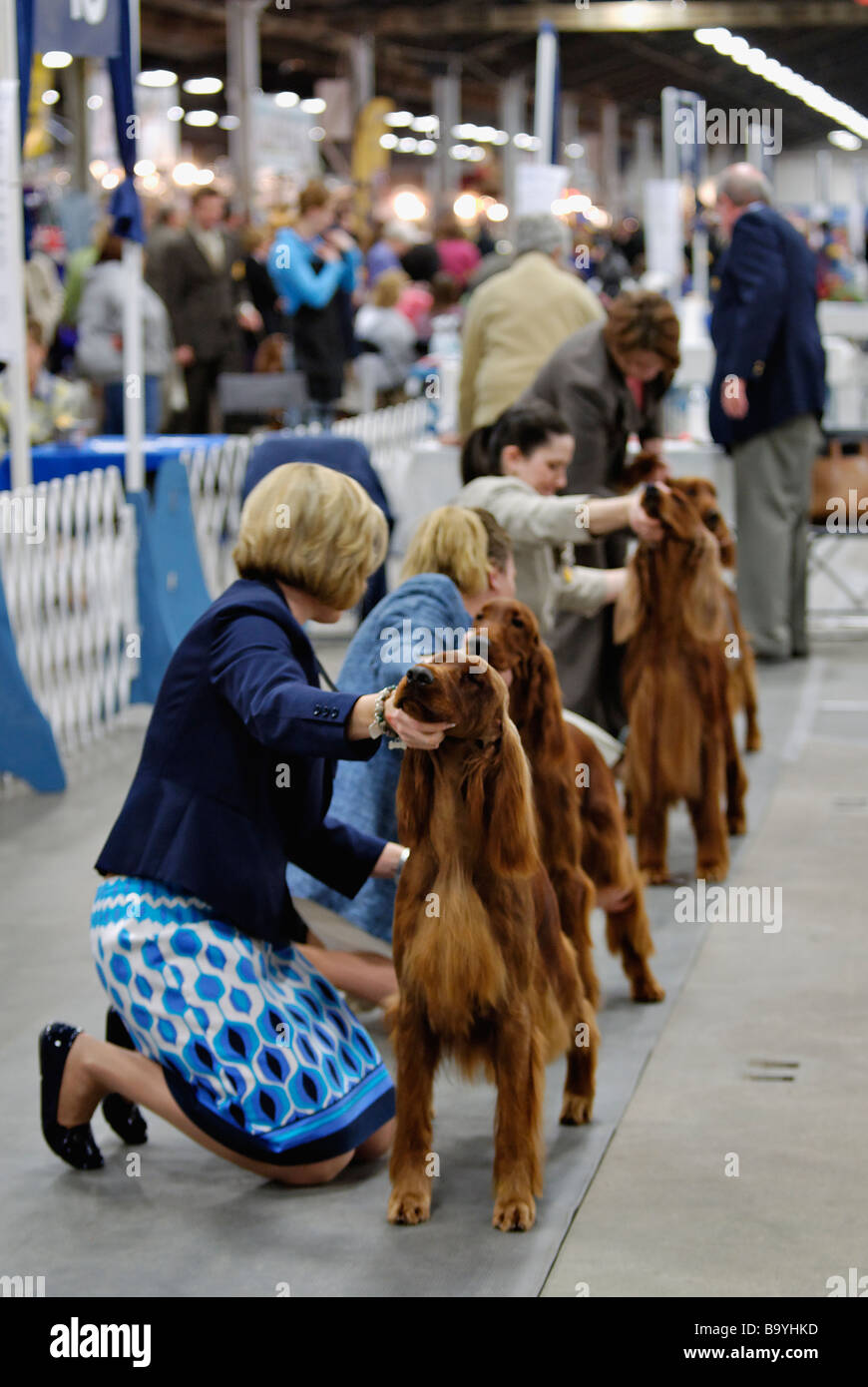 Irish Setters being Shown in the Show Ring at the Louisville Dog Show