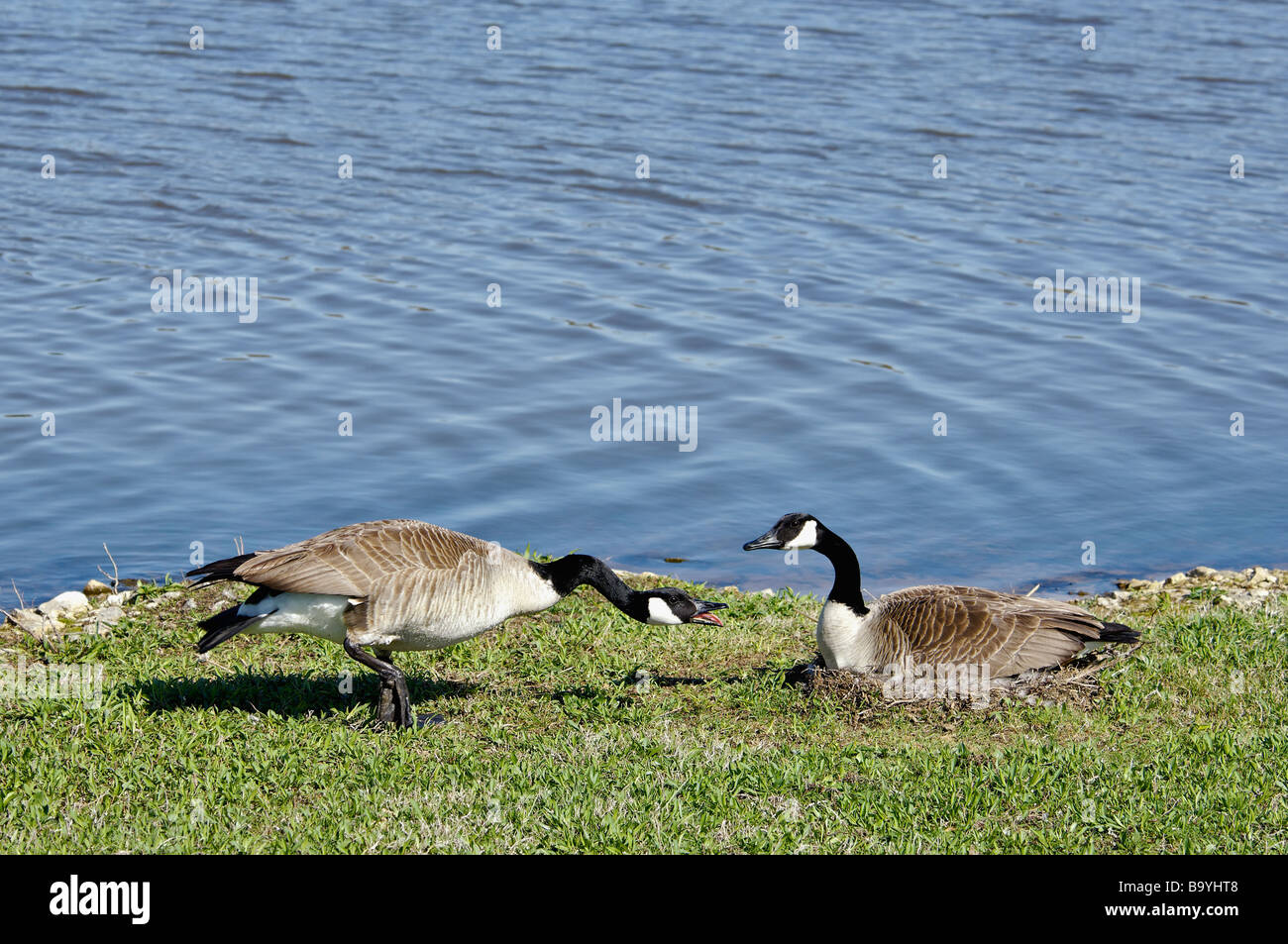 Canada Goose Hissing to Warn Intruder Away from Nest Stock Photo - Alamy