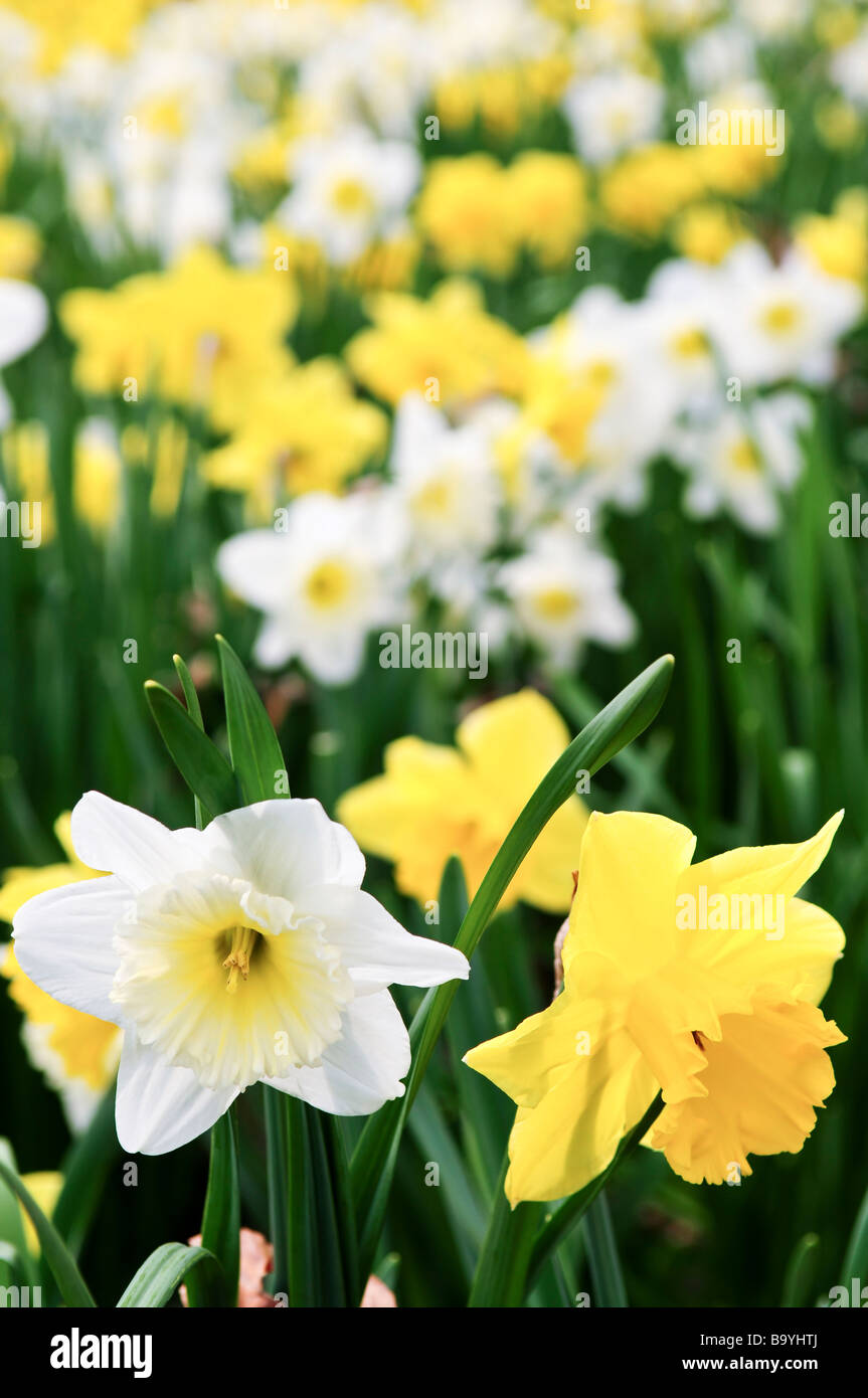 Field of blooming daffodils in spring park Stock Photo
