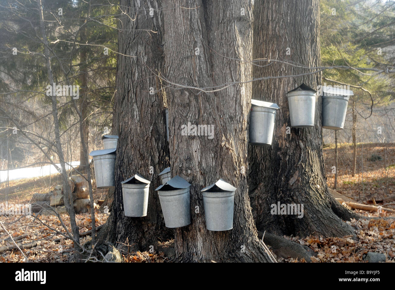 Buckets collecting sap for Maple syrup in Vermont Spring. Stock Photo
