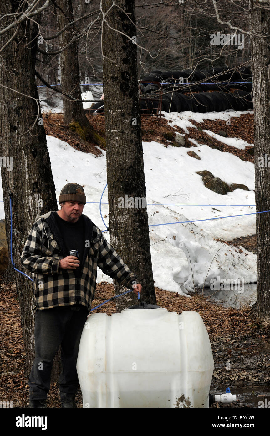 Man checking flow of sap from maple trees in Vermont Stock Photo