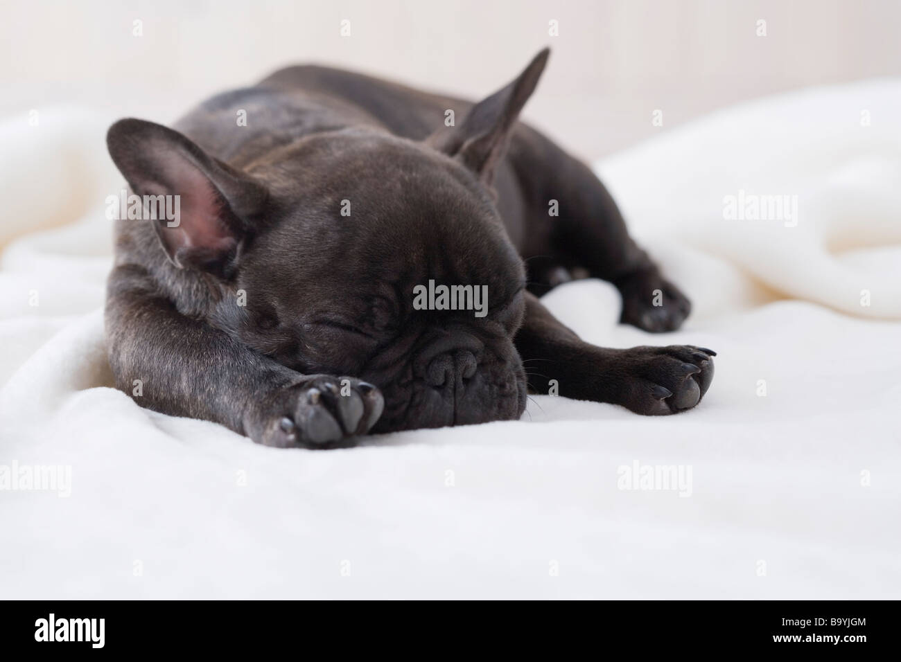 French bulldog sleeping on a blanket Stock Photo