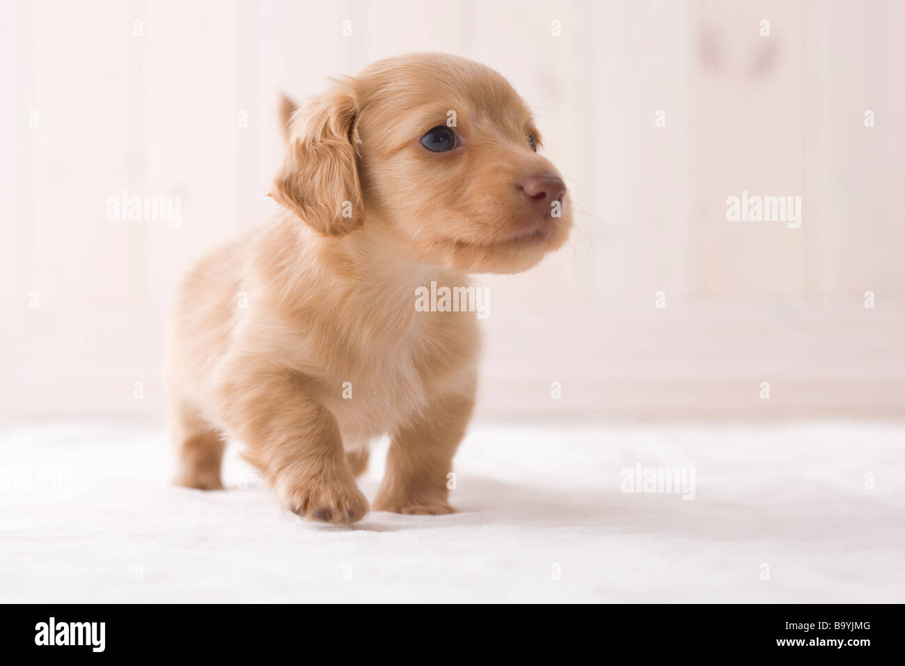 Miniature dachshund walking Stock Photo
