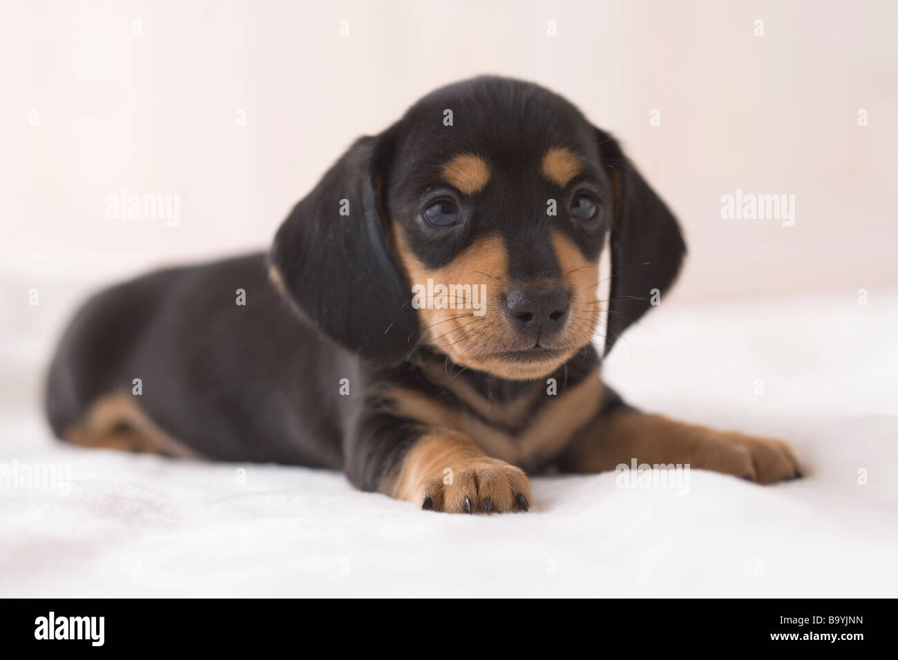 Miniature dachshund Stock Photo