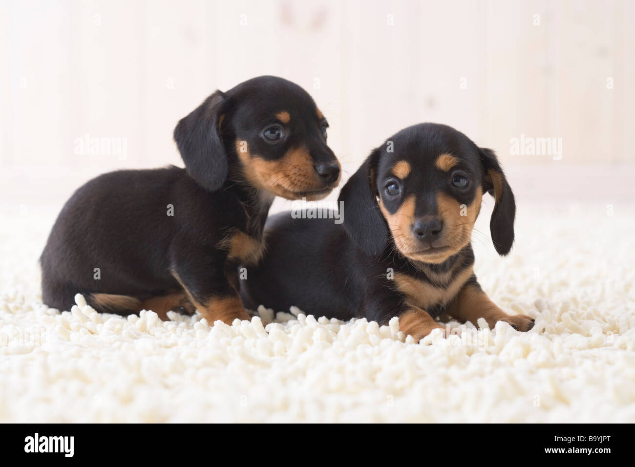 Two miniature dachshund fawning Stock Photo
