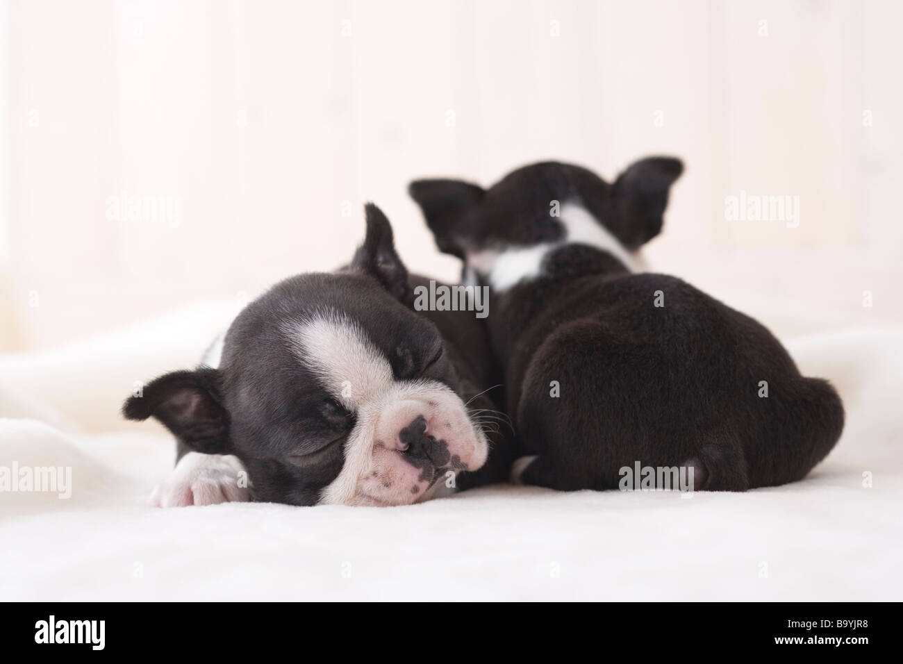 Two boston terrier cuddling Stock Photo
