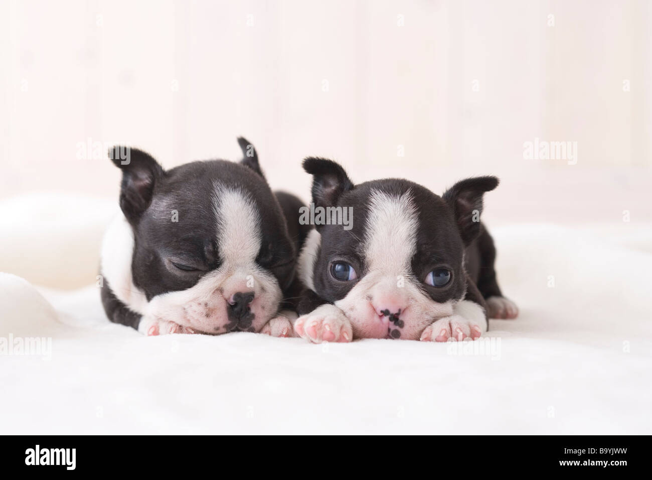Two boston terrier napping Stock Photo