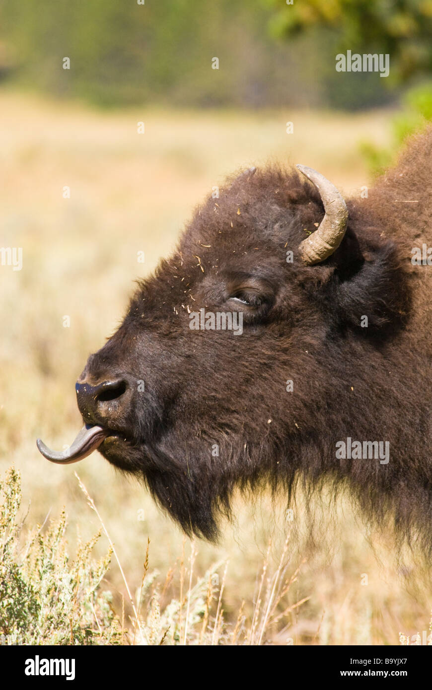 Buffalo tongue hi-res stock photography and images - Alamy