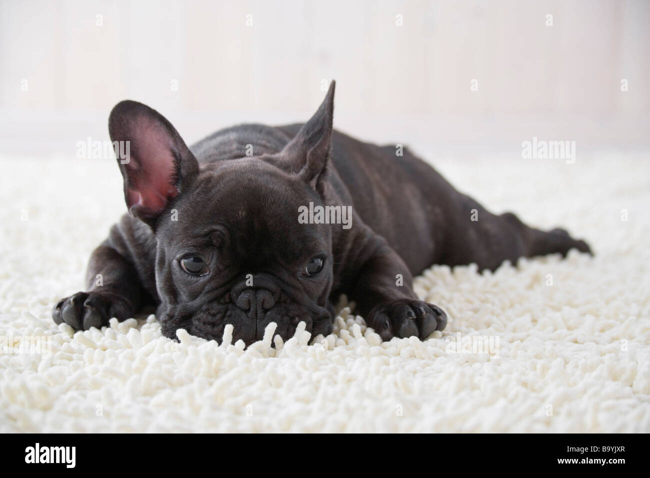 French bulldog sleeping on a rug mat Stock Photo
