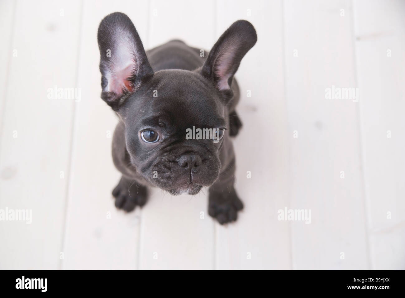 French bulldog looking up Stock Photo