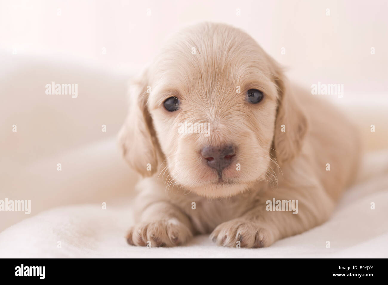 Miniature dachshund on a blanket Stock Photo