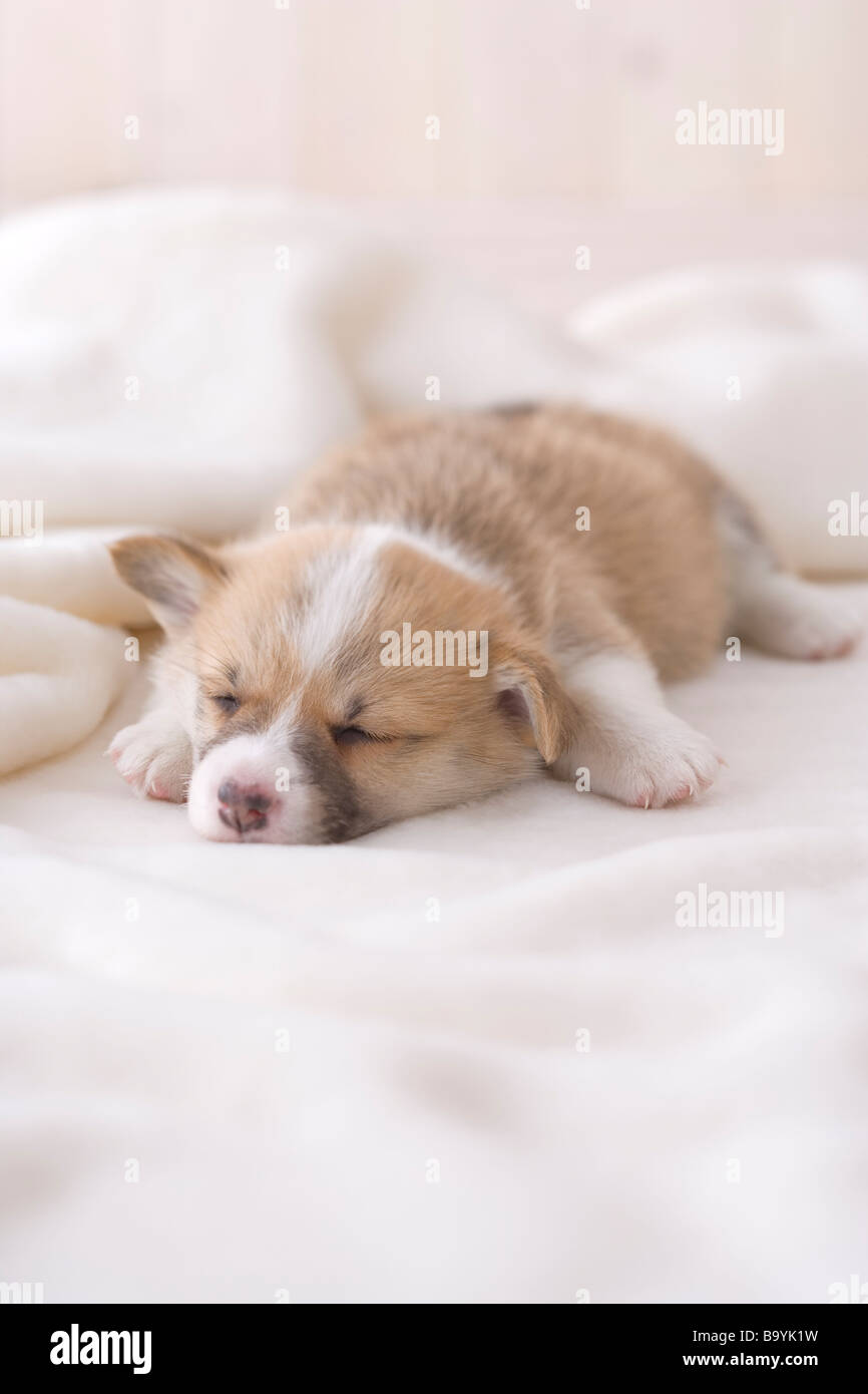 Pembroke welsh sleeping on a blanket Stock Photo Alamy