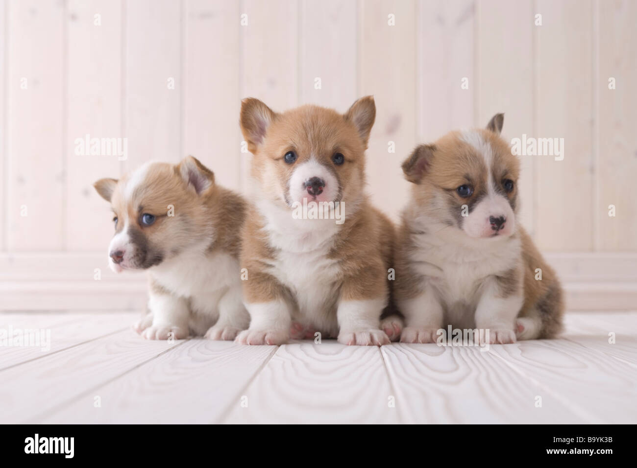 Three pembroke welsh corgi sitting hi-res stock photography and images ...