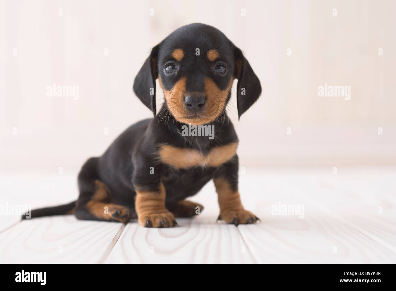 Miniature dachshund sitting Stock Photo