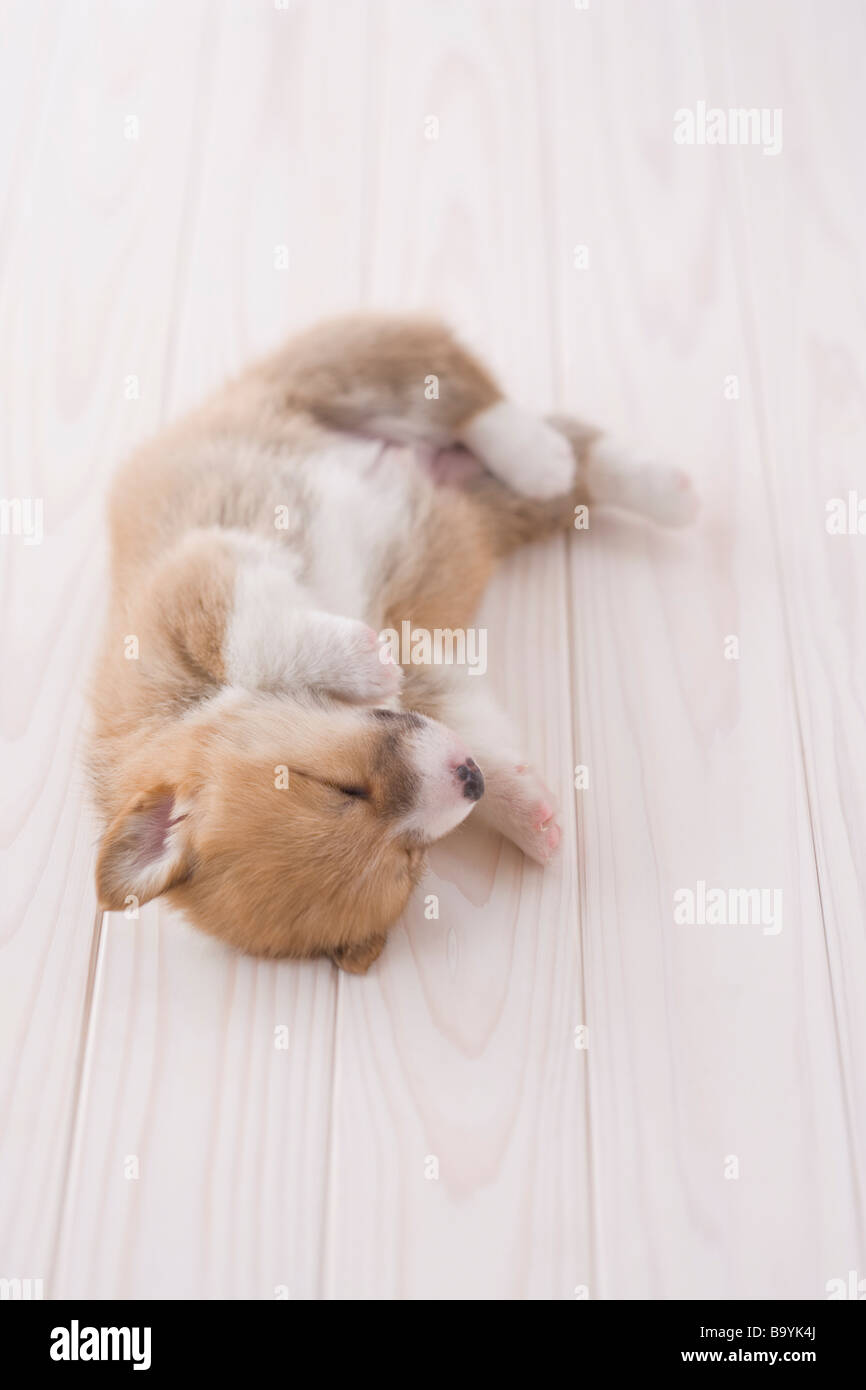 Pembroke welsh corgi lying down Stock Photo - Alamy