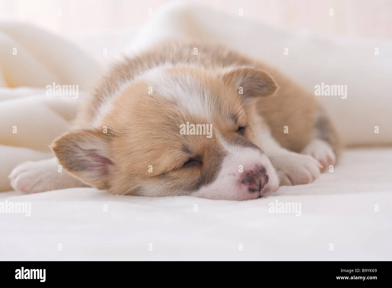 Pembroke welsh sleeping on a blanket Stock Photo Alamy