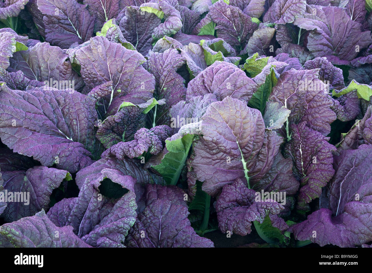 Purple Mustard leaves on plant, organic. Stock Photo