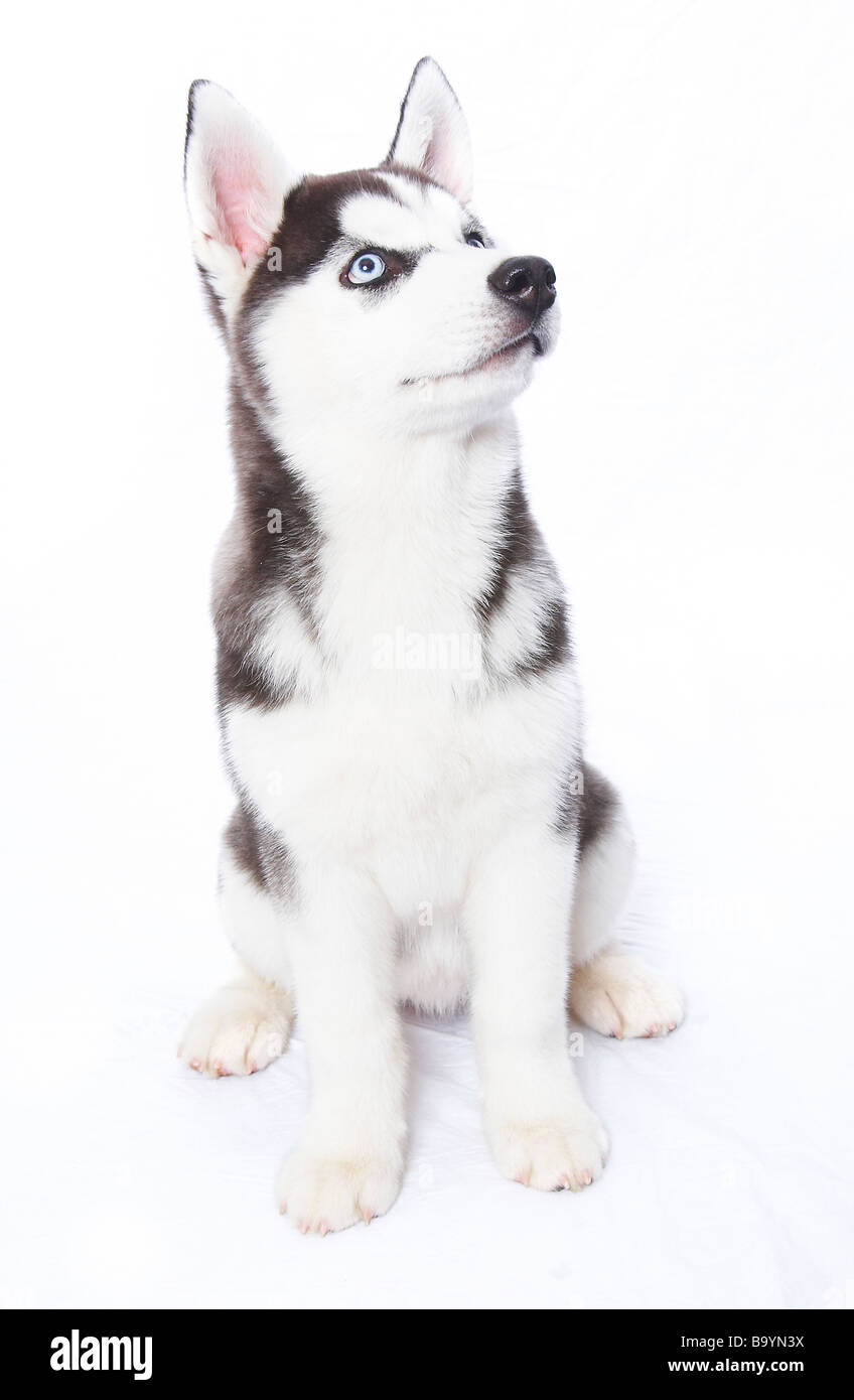 A Siberian Husky puppy Stock Photo - Alamy