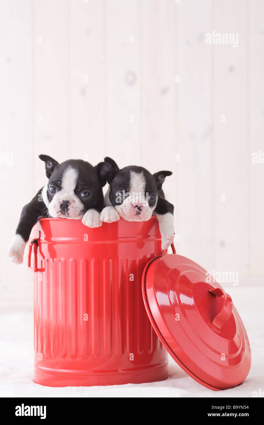 Two boston terrier fawning in a bucket Stock Photo