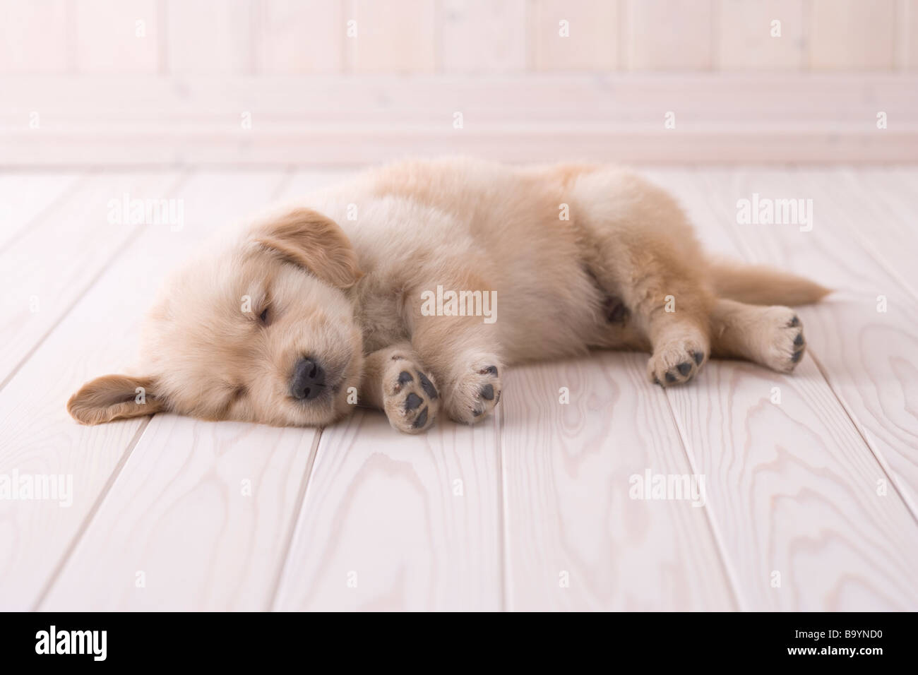 Golden retriever sleeping on floor Stock Photo
