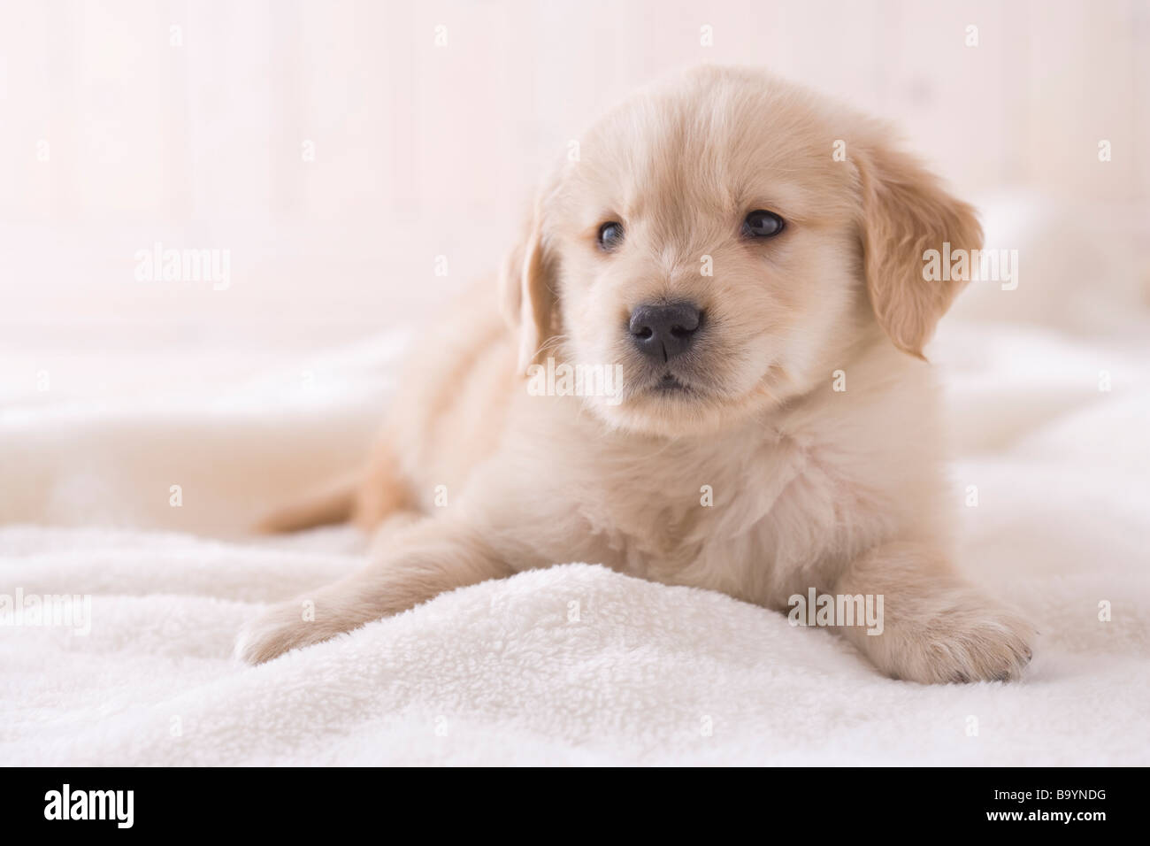 Golden retriever on a blanket Stock Photo - Alamy