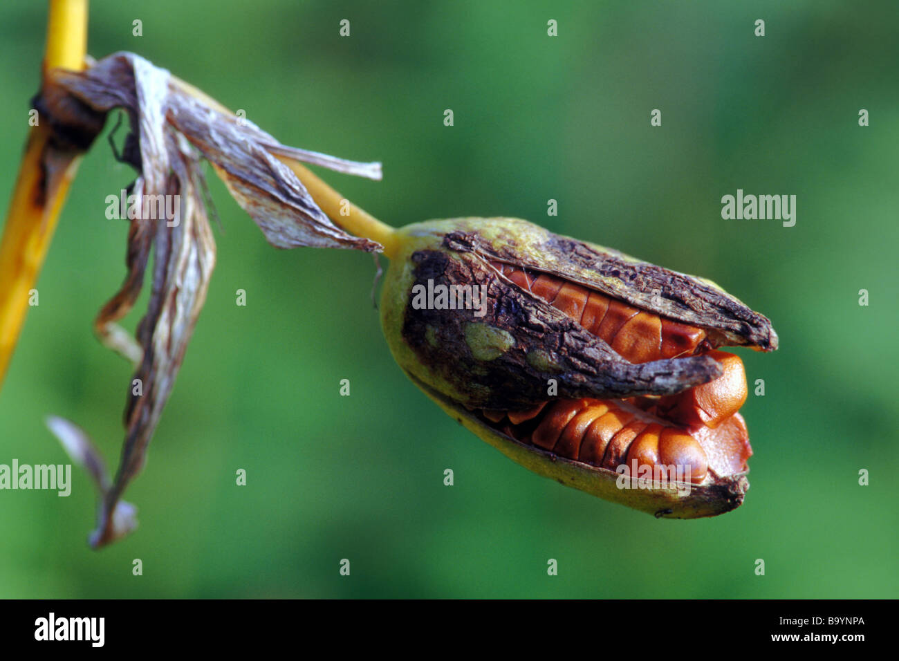 Yellow flag seeds hires stock photography and images Alamy